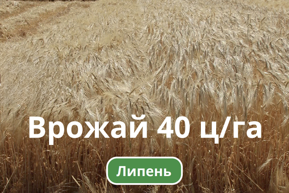 Липень врожай